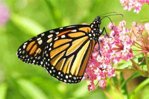 ¿qué Comen Las Mariposas Monarca Aves Abril 2024