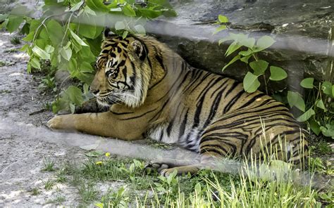 Img6096 Sumatran Tiger In The Shade Nancy Flickr