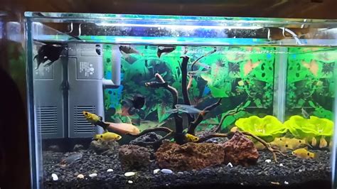 Serpae tetra ( hyphessobrycon eques ): IKAN HIAS SEMI AQUASCAPE - YouTube