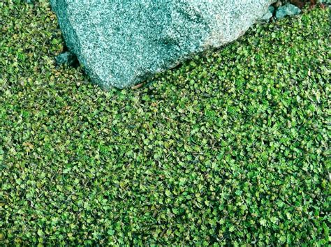 Cover Those Backyard Bald Spots With These Ground Cover Plants Ground