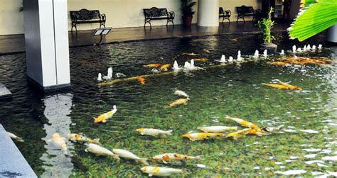 Prinsip Dasar Membuat Kolam Ikan Koi Sendiri - Akuarium Ikan Hias