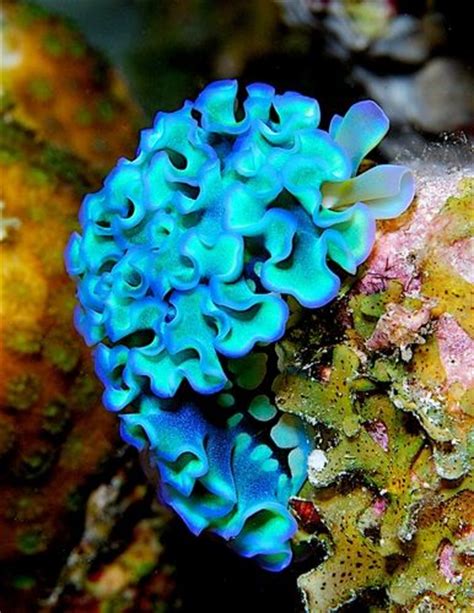 Blue Lettuce Leaf Nudibranch Beautiful Sea Creatures Sea Slug Sea