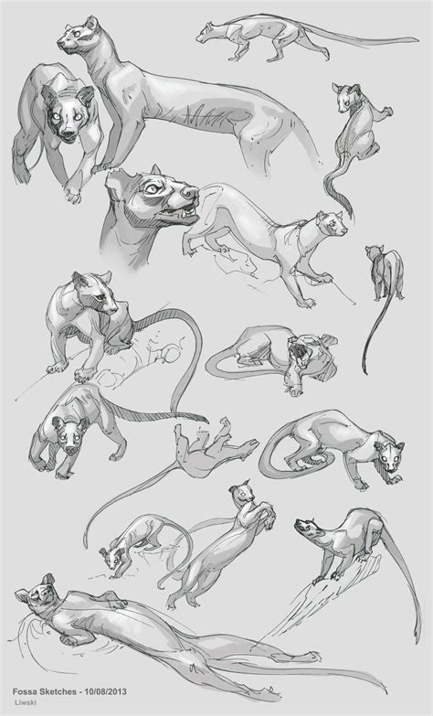Zebrafeets Art Some Fossa Sketches Theyre The Biggest Animal