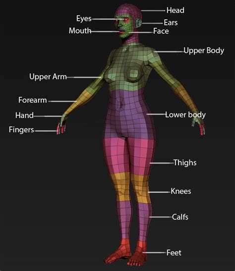 Best Images About D Human Body Wireframe References On Pinterest