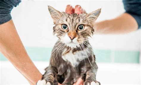 How To Bathe A Cat Step By Step Tips From A Groomer Bechewy