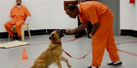 Some Prisons Are Letting Inmates Train Shelter Dogs Askmen
