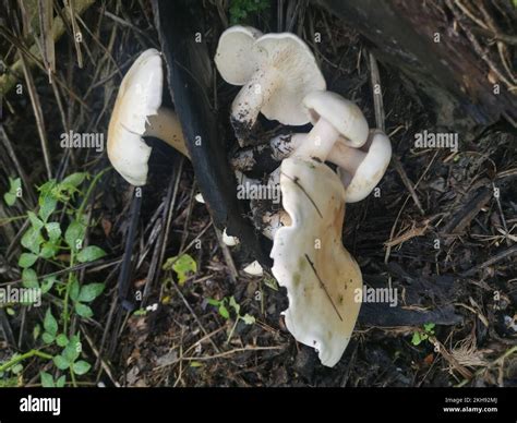 Wild Large White Leucopax Mushrooms On The Ground Stock Photo Alamy