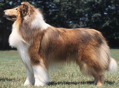 She is young very white and tight. Rough and Smooth Collies: Advice You Can Trust