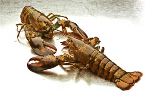 How To Breed Freshwater Lobsters