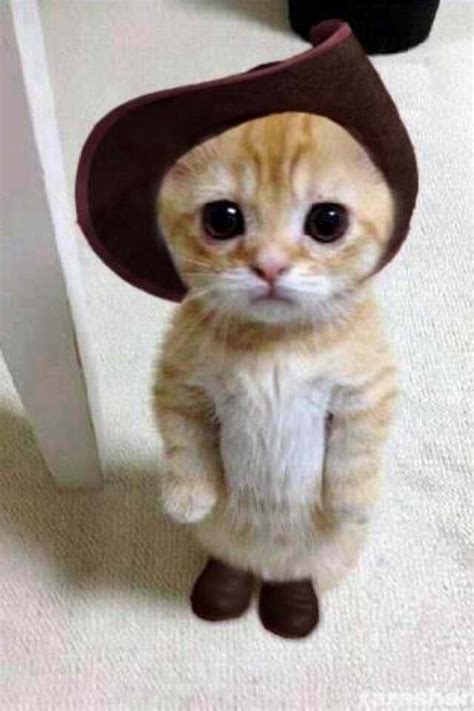 Real Puss In Boots Cute Little Animals Kittens Cutest Cats And