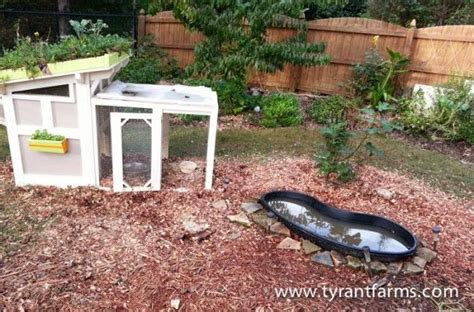 Building a permaculture duck pond begins with deciding how ducks will fit in to your system, and proper placement of the pond. How to build a DIY backyard pond with self-cleaning ...