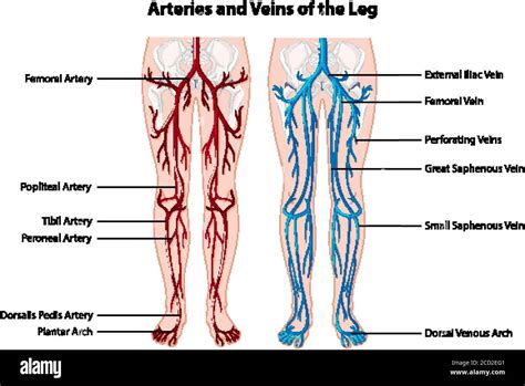 Arteries And Veins Of The Leg Illustration Stock Vector Image Art Alamy