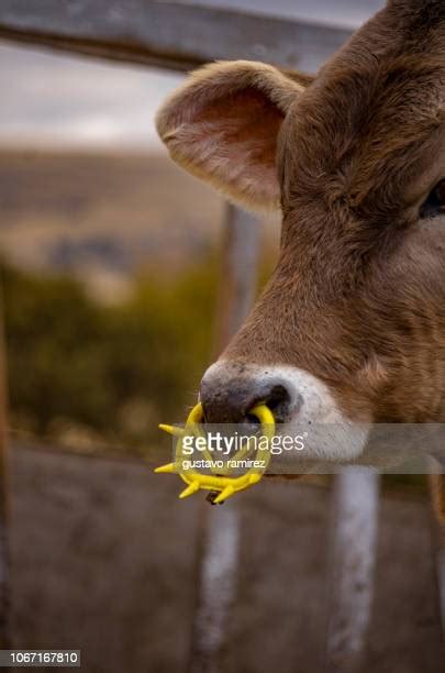 Cow Nose Ring Photos And Premium High Res Pictures Getty Images