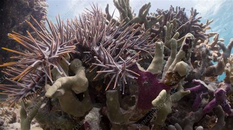 Crown Of Thorns Starfish Feeding On Coral Stock Video Clip K009