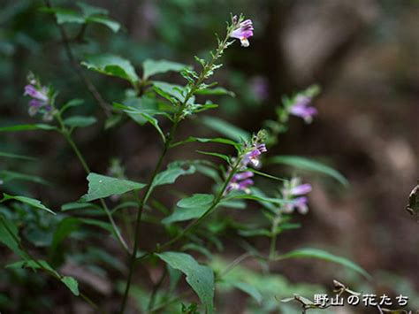 シコクママコナ - 野山の花たち 東北と関東甲信越の花
