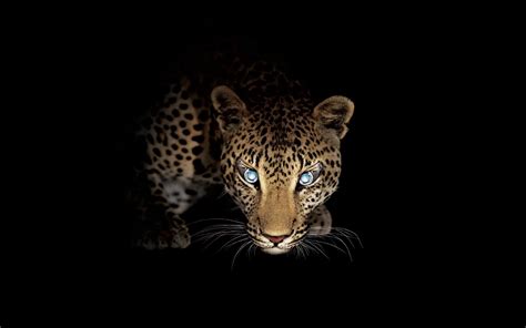 Fondos De Pantalla Grandes Felinos Leopardo Animalia Descargar Imagenes