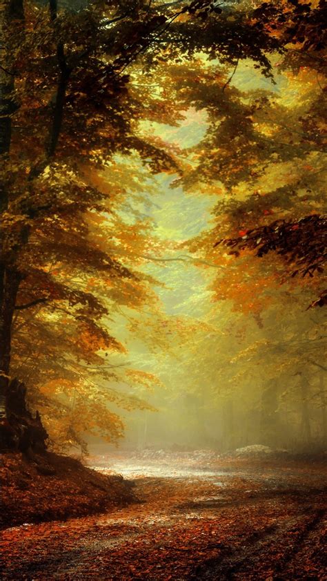 Path Between Fall Forest 4k Hd Nature Wallpapers Hd Wallpapers Id