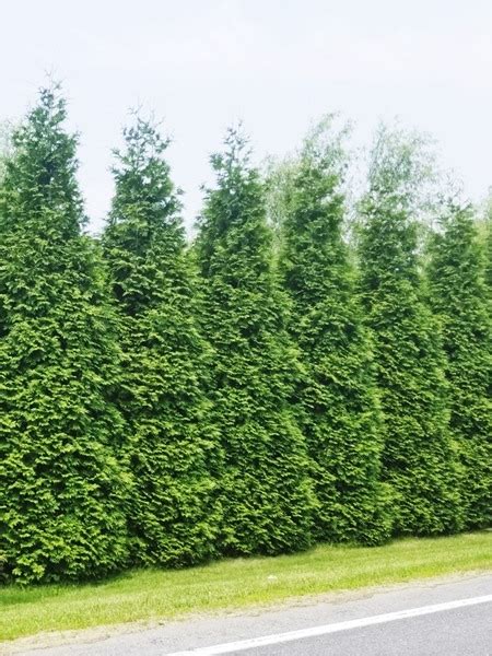 So my question is how close can they be planted next to each other without causing growth issues? Selecting the Right Trees to Plant | Brandywine Trees