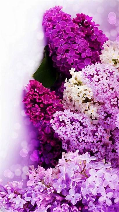Purple Flowers Background Flower Android Backgrounds Wallpapers