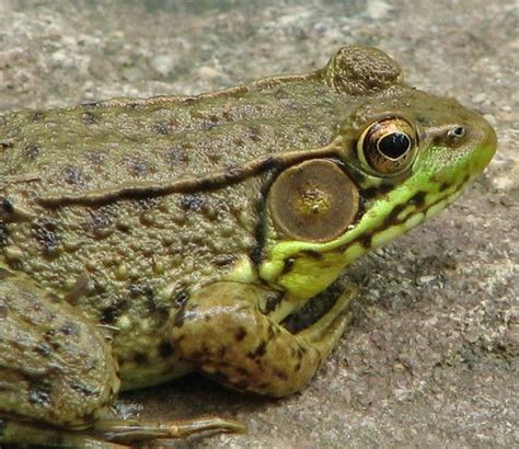 Here is a basic overview of the steps involved from conception to completion of a backyard garden start off by researching ponds. Pin on Our Backyard Frog Pond Photos