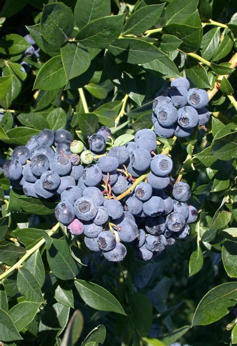 Vaccinium Corymbosum Patriot Blueberry Eberts Greenhouse