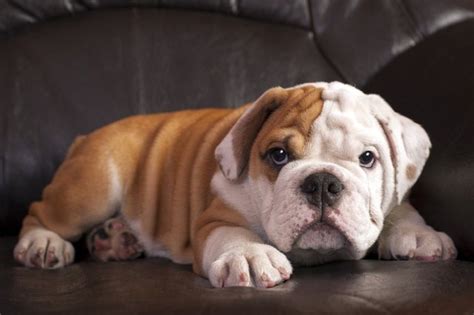 Top Ten Couch Potato Dogs Cuteness