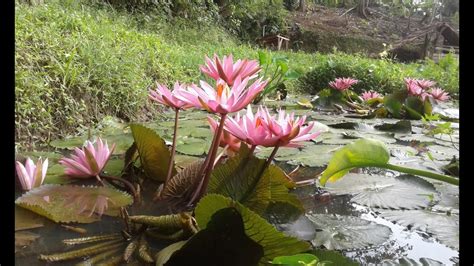 Sederhana tapi cantik, begitulah vas bunga dari barang bekas ini. Bunga Teratai nan cantik di Taman Teratai PondokZamrud ...