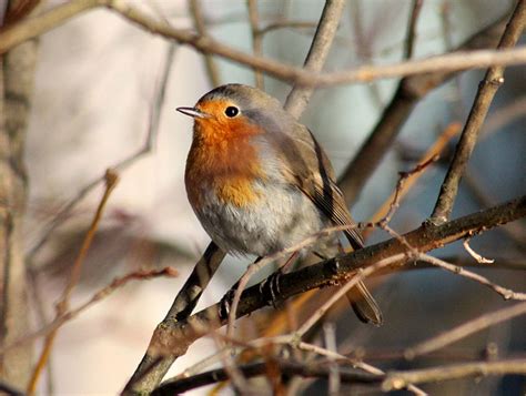 Facts On The Little Robin Redbreast Hubpages