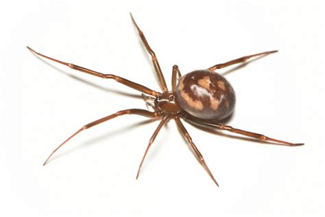 False Widow Or Cupboard Spider Professional Pest Manager