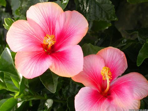 Department of animal science at cornell university; Cooinda Cat Resort - Kitty Kapers: Toxic Plants: Hibiscus
