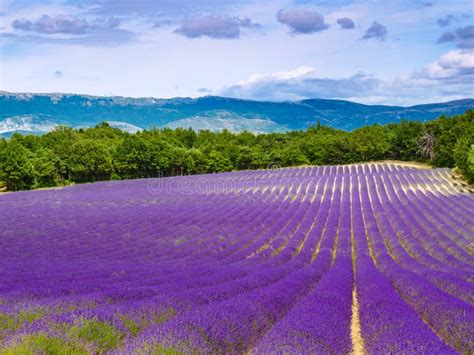 Provence Landscape With Lavender Fields France Stock Photo Image Of