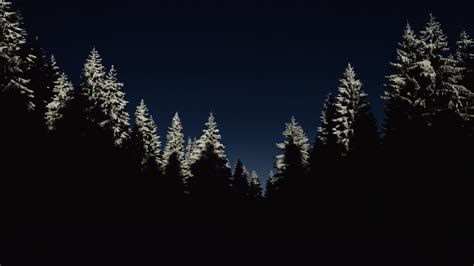 Free Images Tree Forest Branch Winter Light Sky Night Dark
