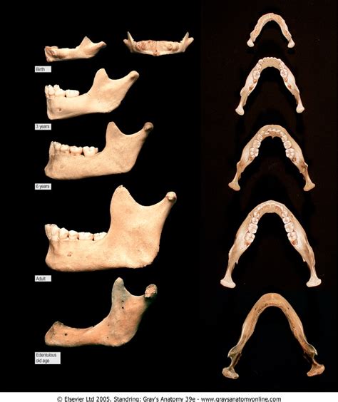 Mandible Development From Infant To Advanced Adult Osteology