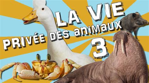La Vie Privée Des Animaux Streaming - La Vie Privée Des Animaux - Episode 3 [REPRISE] - YouTube