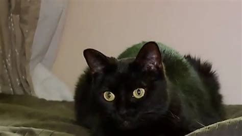 After Six Years Spent Living As A Stray This Missing Black Cat Recognized A Face From Her Past