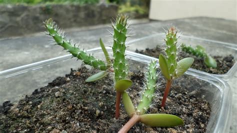 Growing Opuntia Humifusa Cactus Plants From Seed