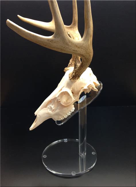 European Deer Skull Mount Antler Display Stand