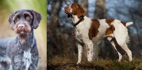We did not find results for: German Wirehaired Pointer vs Brittany - Breed Comparison