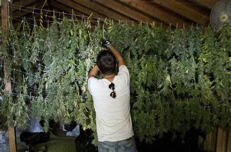 Californias Legal Pot Industry Ripe For Push To Collect State Tax