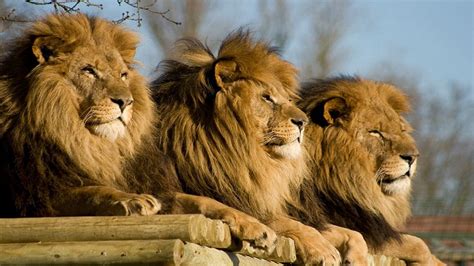 Beautiful Dangerous African Lion Hd Wallpaper Free