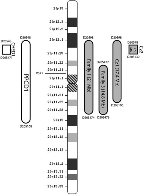 Ideogram Of Chromosome 20 Showing Ppcd1 Minimal Disease Interval In