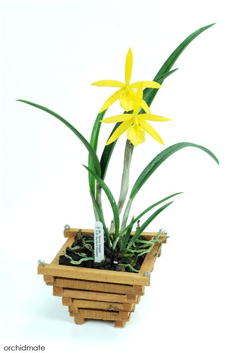 Check spelling or type a new query. Orchidmate™ orchid supplies - Wood baskets | Orchidmate ...