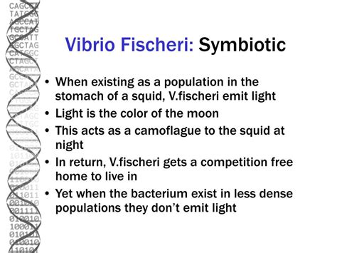 Ppt Vibrio Fischeri Powerpoint Presentation Free Download Id996314