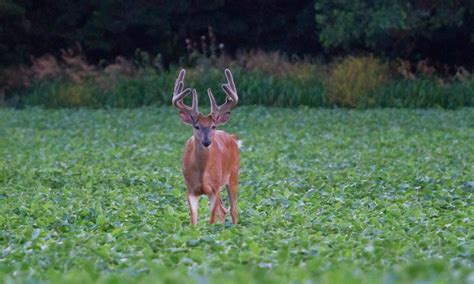 12 Best Deer Food Plots What To Plant For Big Whitetails Advanced Hunter