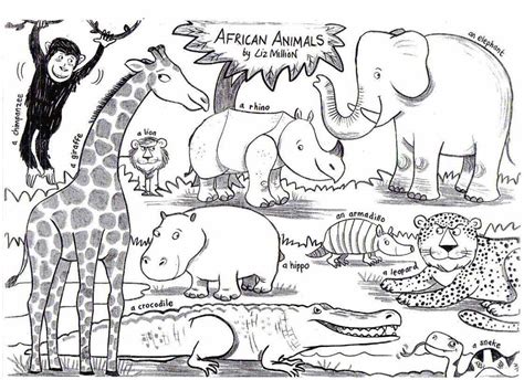 African Animals Liz Million Author And Illustrator Of
