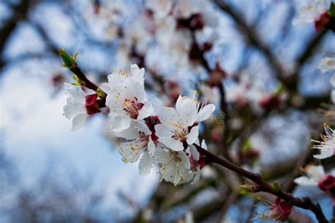 Apricot Tree In Bloom Stock Photo Image Of Apricots 114232054