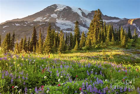 Mount Rainier Wild Summer Flower Meadows Photograph By Mike Reid Fine
