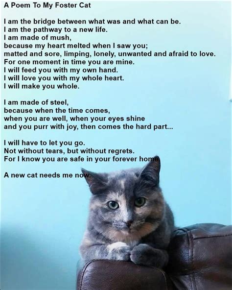 Fostering Foster Cat The Fosters Cat Rescue Quotes