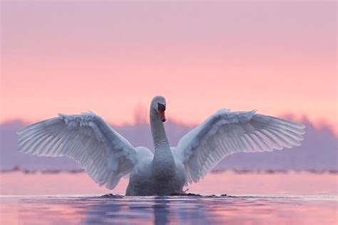 Pink Swan Photograph By Roeselien Raimond Pixels