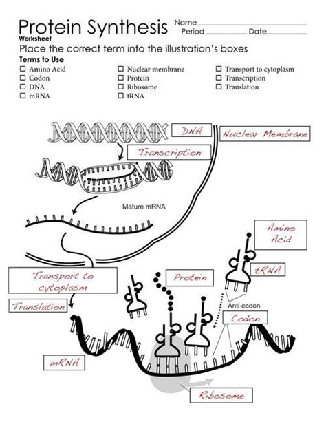 All of your biology needs at prairie high school. Protein Synthesis Diagram Worksheets | Study biology ...